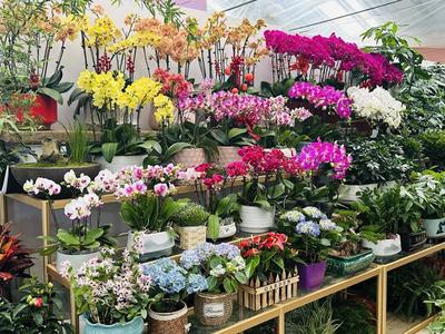 春風(fēng)有信花為禮 婦女節(jié)濟(jì)南鮮花銷(xiāo)售持續(xù)升溫，禮品花卉受熱捧